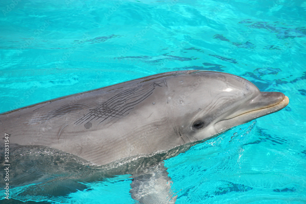 Fototapeta premium dolphin in a zoo in france