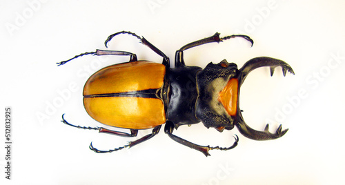 Beetle isolated on white. Yellow stag beetle Odontolabis lacordairei macro. Lucanidae, lucanus, collection beetles, coleoptera, insects, entomology