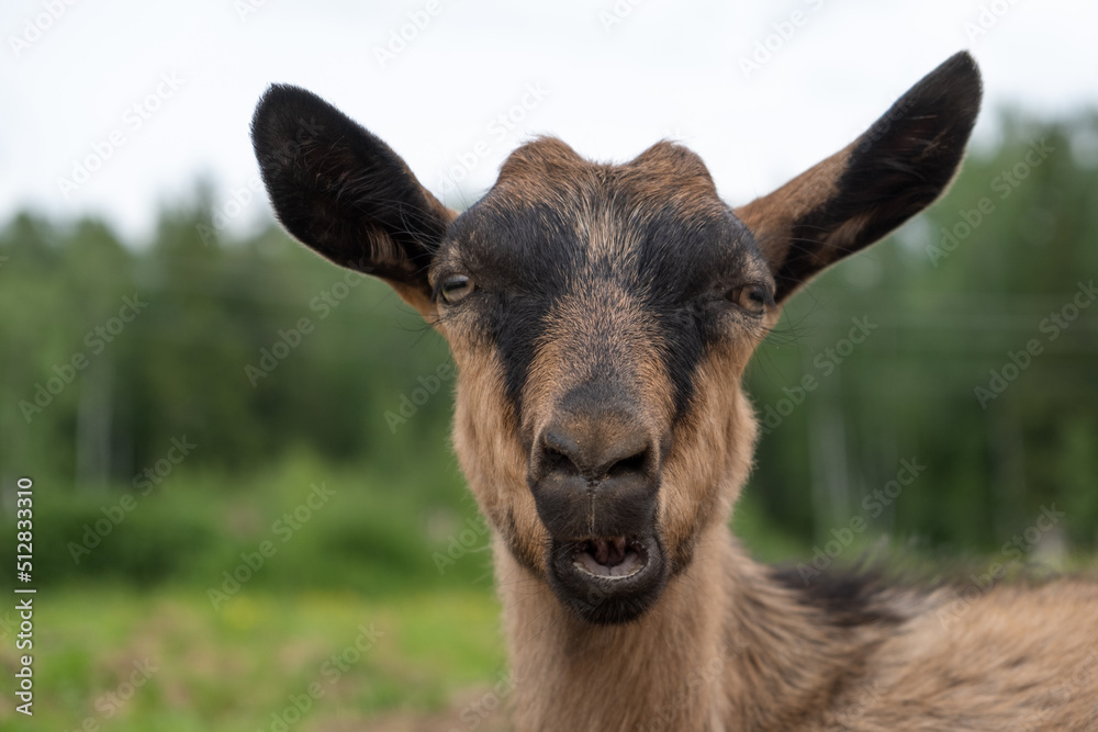 alpine goat with a beard looks at the camera. funny animal portrait.