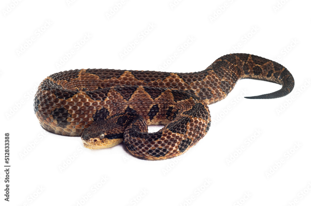 Serpiente venenosa Mano de Metate en fondo blanco Serpiente venenosa Mano de Metate en fondo blanco