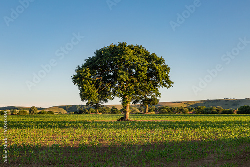 A tree in farmland in summer  with a blue sky overhead