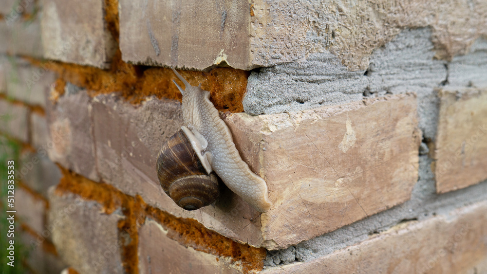 Edible snail or escargot on a brick wall. Edible snail or escargot on a brick wall.