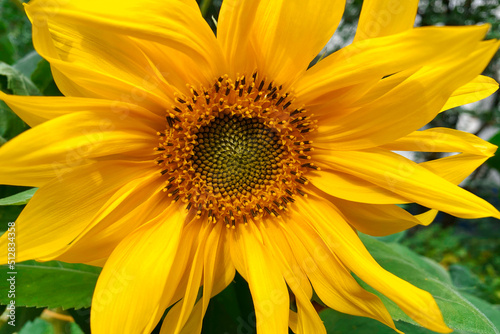 Yellow flower sunflower close up. 