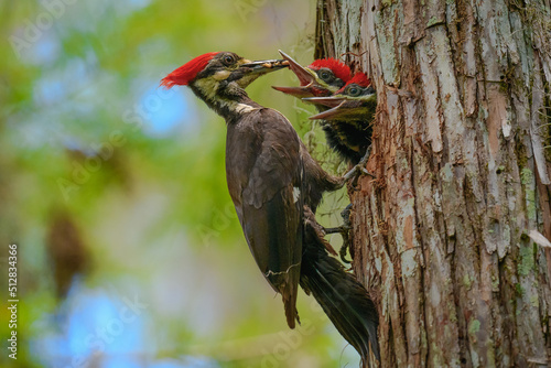 Pileated Woodpecker feeding her chicks