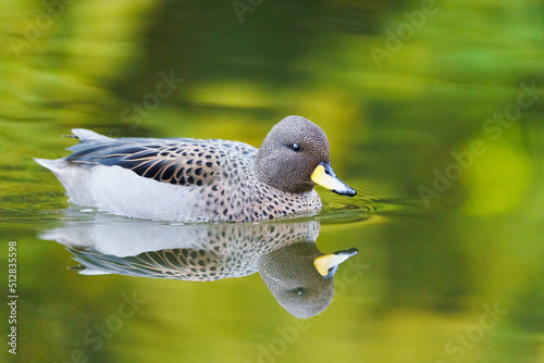 Photography A Yellow-billed Teal (  Anas flavirostris) swimming on a lake