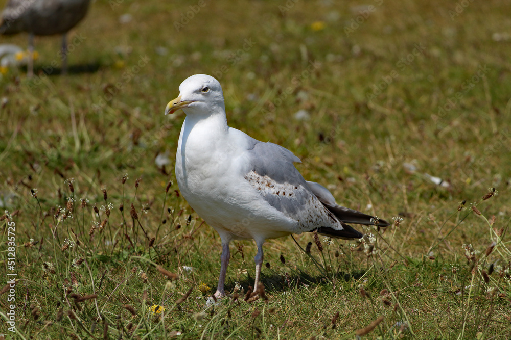 A beautiful portrait shot of a seagull at Crosby Beach. This photo was taken on a very hot and sunny summer day. A beautiful portrait shot of a seagull at Crosby Beach. This photo was taken on a very hot and sunny summer day.