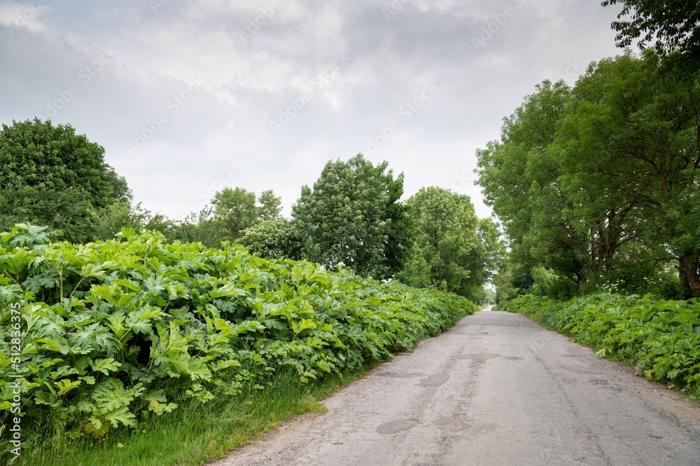 Poisonous giant borage plant. Hogweed leaves. Heracleum sphondylium. Dangerous toxic plant grows along the road, field