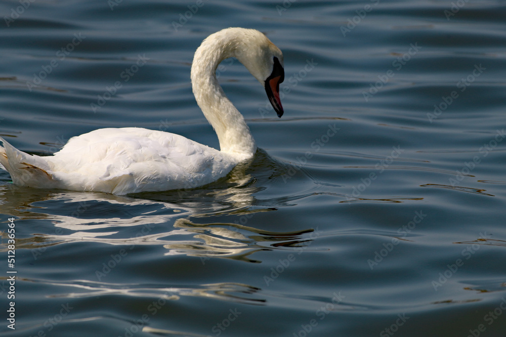 A beautiful landscape shot of a white swan on a lake at Crosby Marina, near Crosby beach. This photo was taken on a very hot and sunny day. A beautiful landscape shot of a white swan on a lake at Crosby Marina, near Crosby beach. This photo was taken on a very hot and sunny day.