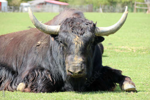 yak in a zoo in france photo