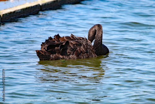 A rare black swan on a lake at Crosby Marina, near Crosby Beach. There is a large flock of swans at this lake, only two are black. photo