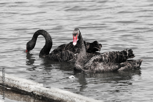 Two rare black swans on a lake at Crosby marina, near Crosby Beach. There is a large flock of swans on this lake, only two of which are black photo