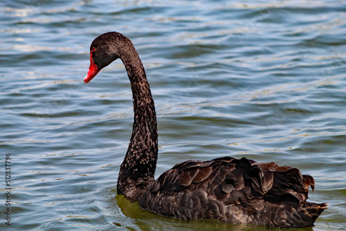 A rare black swan on a lake at Crosby Marina, near Crosby Beach. There is a large flock of swans on this lake, only two of which are black. photo