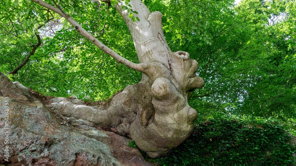 Rock-based tree roots and trunk Rock-based tree roots and trunk