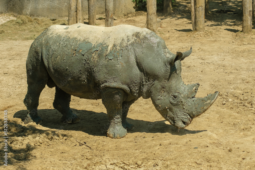 View of a Rhinoceros at daytime View of a Rhinoceros at daytime