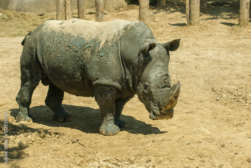 View of a Rhinoceros at daytime