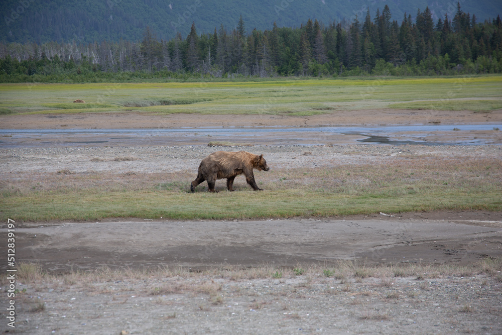 Bear