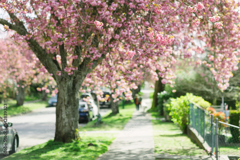 cherry blossom, kenza cherry blossom,