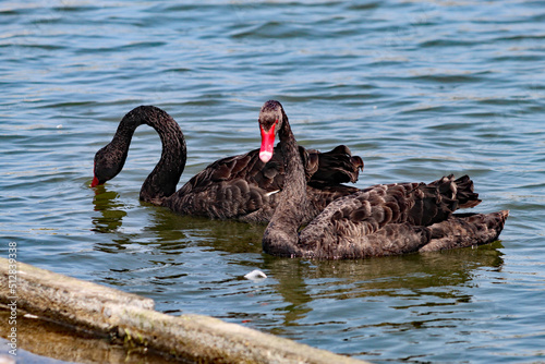 Two rare black swans on a lake at Crosby marina, near Crosby Beach. There is a large flock of swans on this lake, only two of which are black photo