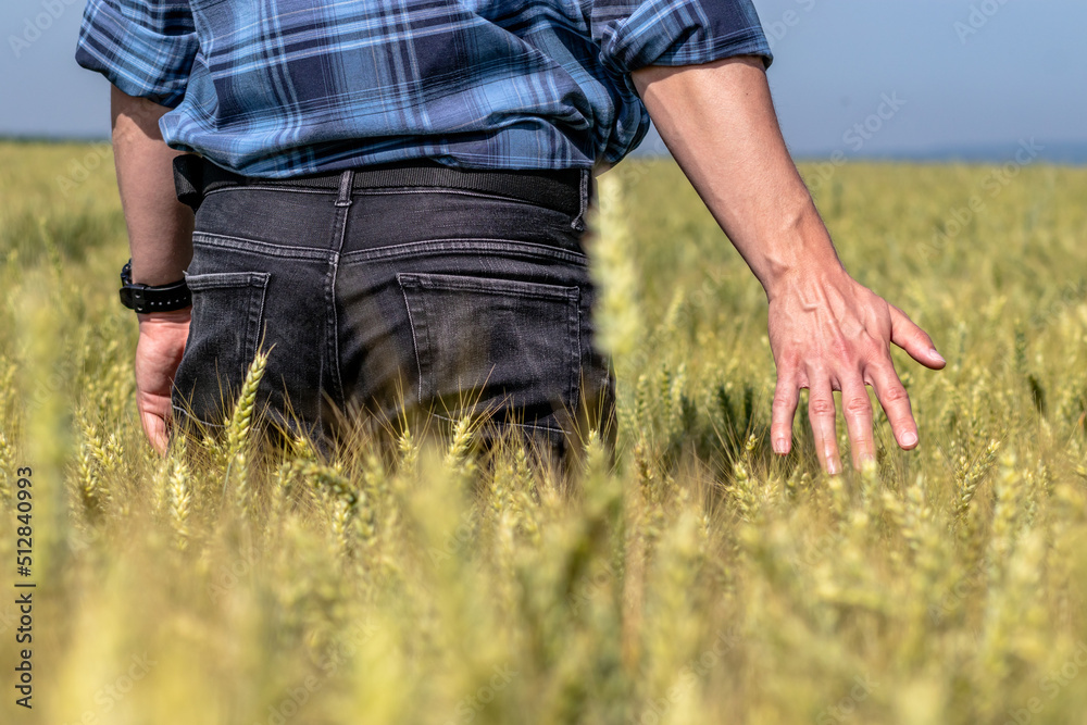 A farmer's hand touches the tops of wheat ears in early summer. Close up. A farmer's hand touches the tops of wheat ears in early summer. Close up.