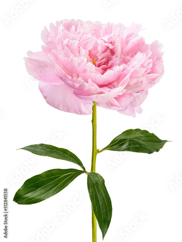 Peony flower isolated. Peony flower bud on white background.