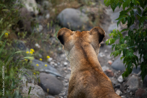 Rear view of a lion sitting in the grass. 
Back view of a lion.