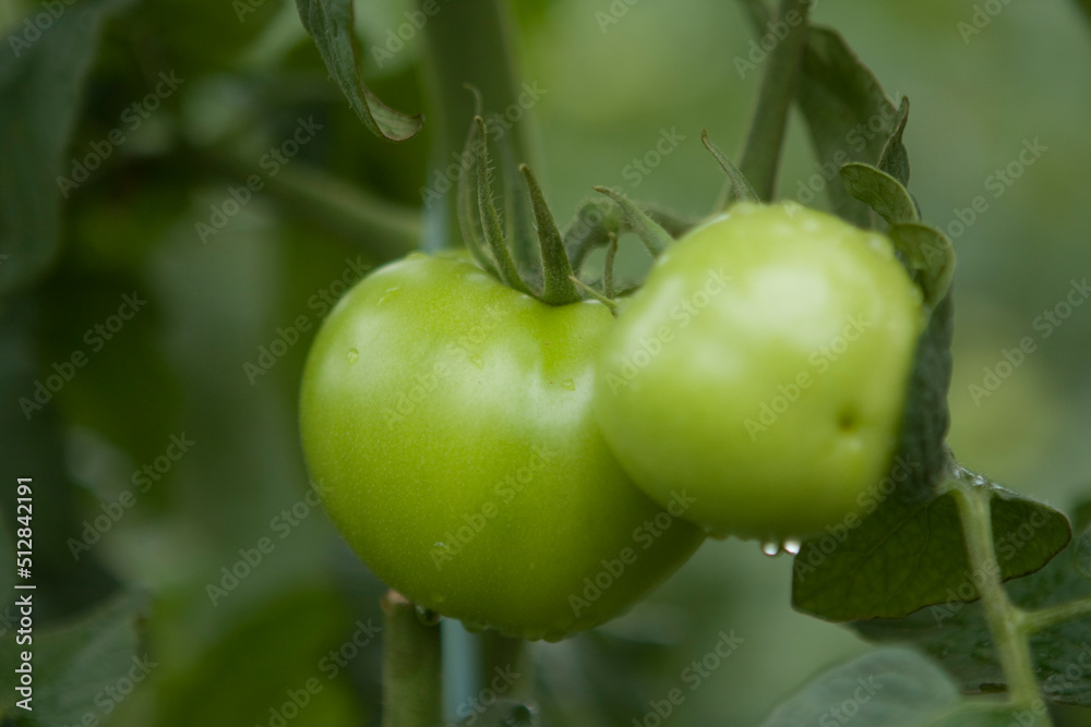 Tomates verdes em pencas durante um dia chuvoso em lavoura altamente produtiva Tomates verdes em pencas durante um dia chuvoso em lavoura altamente produtiva