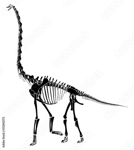 Silhouette Brachiosaurus skeleton. One of diplodocus family, dinosaur animal prehistoric photo