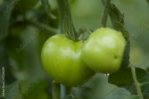 Tomates verdes em pencas durante um dia chuvoso em lavoura altamente produtiva photo