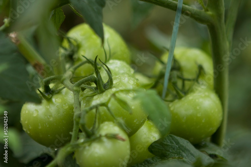 Tomates verdes em pencas durante um dia chuvoso em lavoura altamente produtiva photo