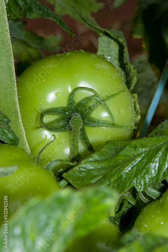 Tomates verdes em pencas durante um dia chuvoso em lavoura altamente produtiva photo