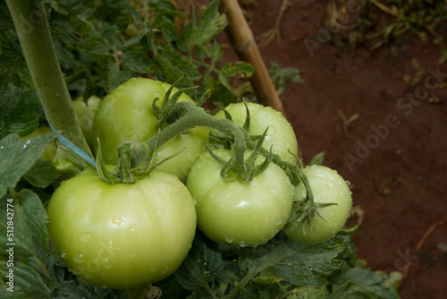 Tomates verdes em pencas durante um dia chuvoso em lavoura altamente produtiva photo