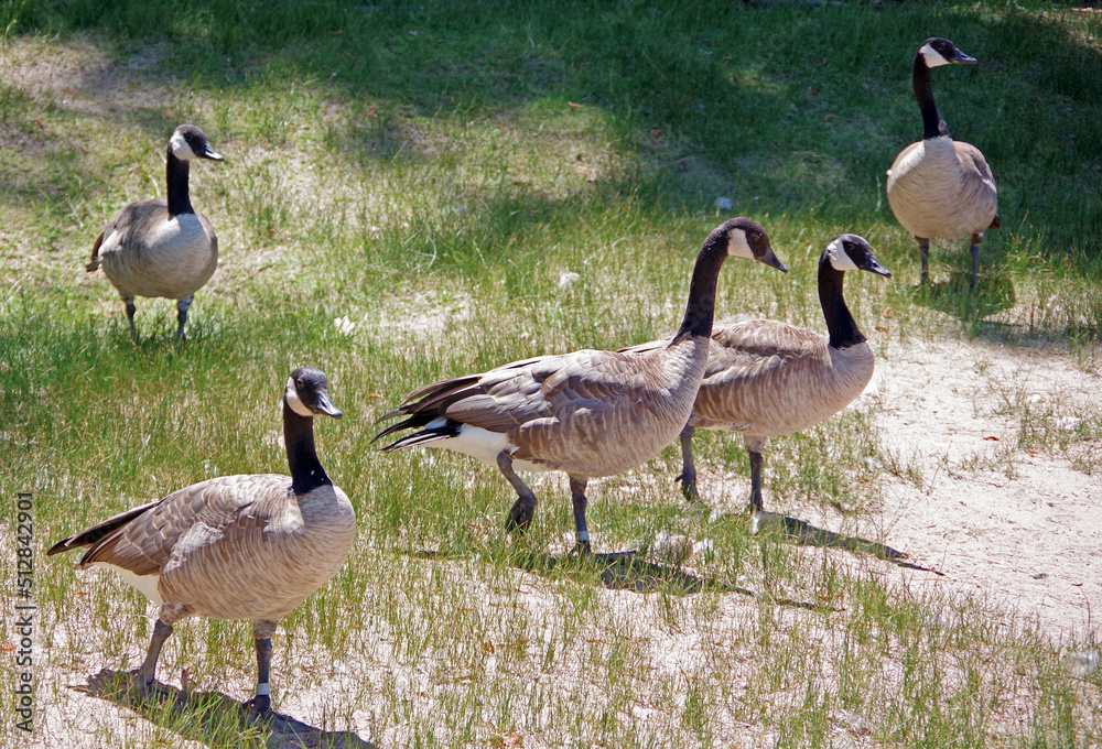 Canadian geese Branta canadensis at the Lake Tahoe shore Canadian geese Branta canadensis at the Lake Tahoe shore