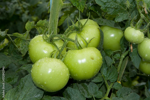 Tomates verdes em pencas durante um dia chuvoso em lavoura altamente produtiva photo
