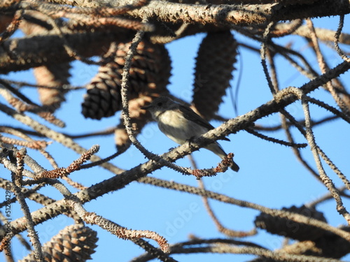 Vogel im Baum mit Tannenzapfen 