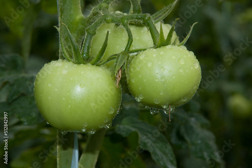 Tomates verdes em pencas durante um dia chuvoso em lavoura altamente produtiva photo