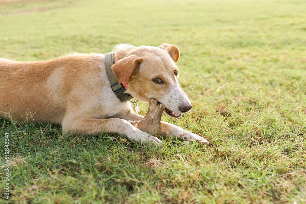 farm dog enjoy chewing on big bones farm dog enjoy chewing on big bones