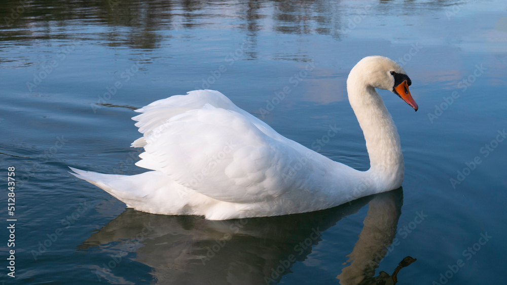 A graceful white swan swimming on a lake - The mute swan. A graceful white swan swimming on a lake - The mute swan.