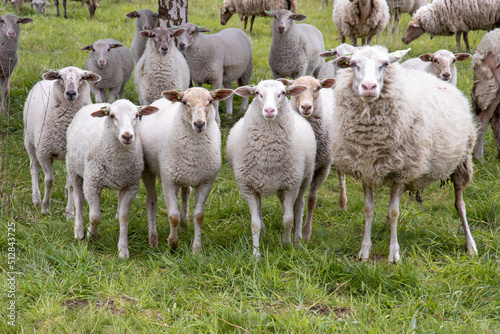 Nieuwsgierige schapen