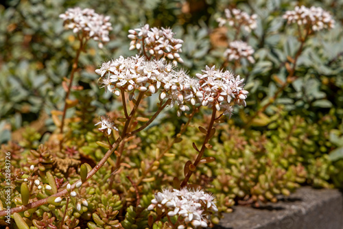 Sedum Album Coral Carpet
