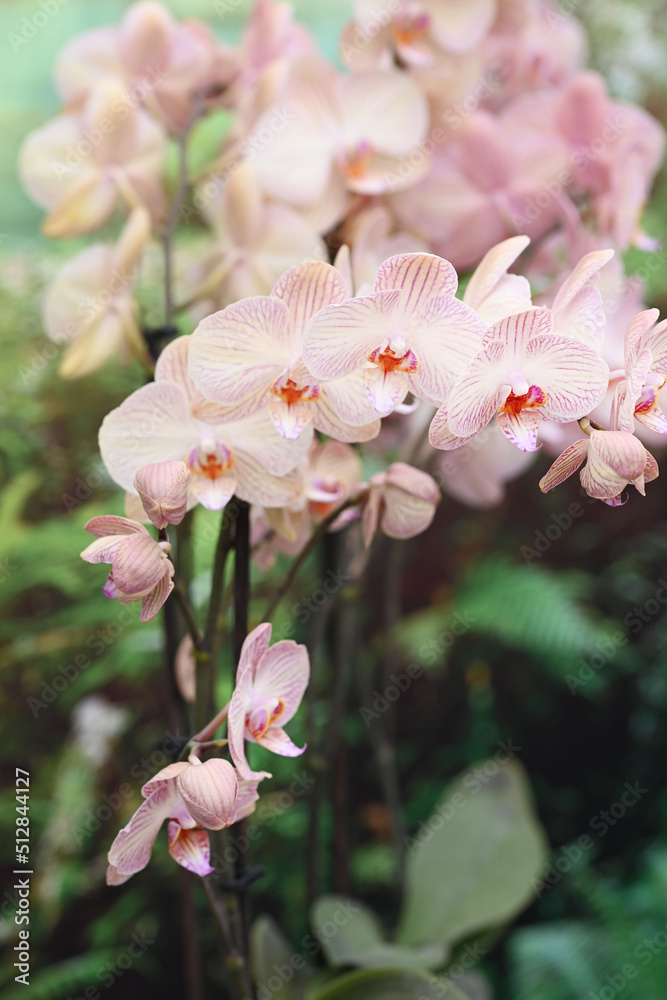 Fototapeta premium Beautiful flowers from the tropical japanese orchid.