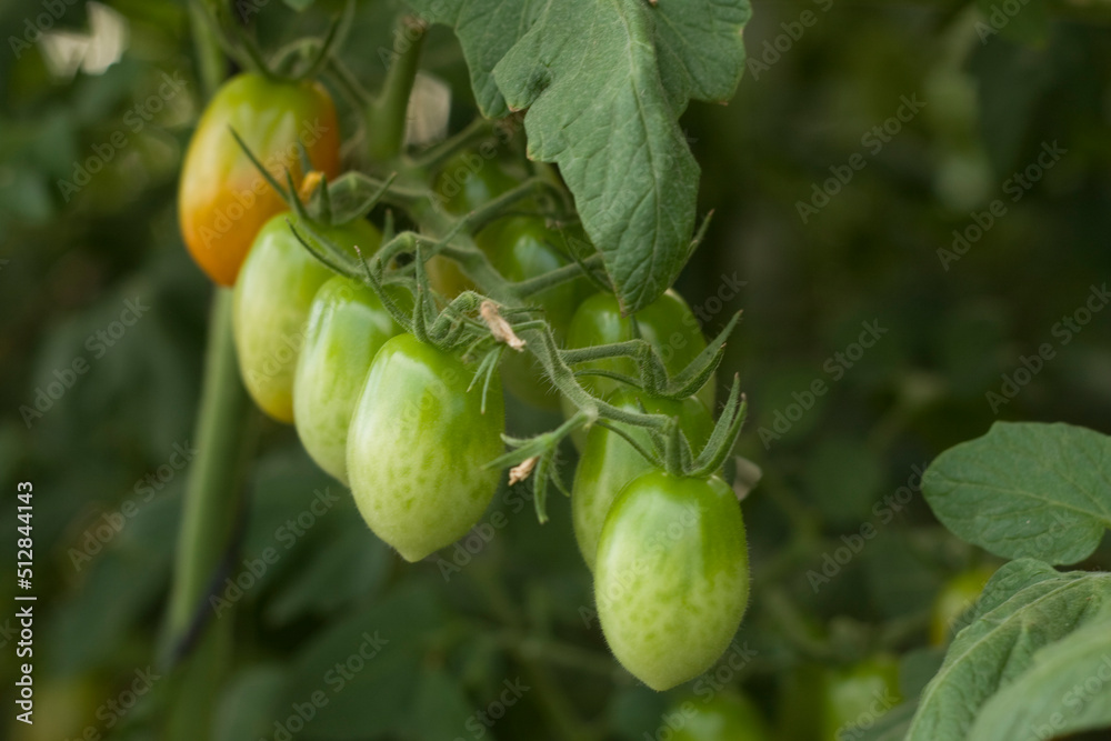 Pencas de tomate cereja amadurecendo no pé em lavoura Pencas de tomate cereja amadurecendo no pé em lavoura
