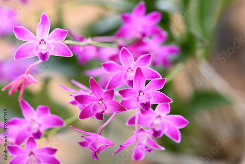 Beautiful flowers from the tropical japanese orchid.