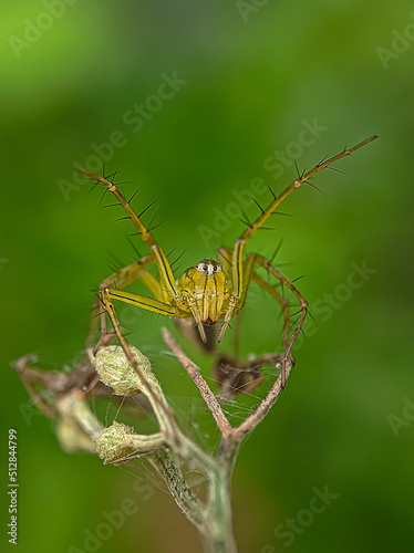 spider on a leaf © Closeup clicks