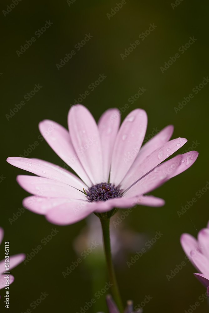 Daisy composite flower growing singly at the end of branches in a field in summer. Many beautiful pink plants blooming in nature. Botanical garden filled with pretty purple flowers Daisy composite flower growing singly at the end of branches in a field in summer. Many beautiful pink plants blooming in nature. Botanical garden filled with pretty purple flowers