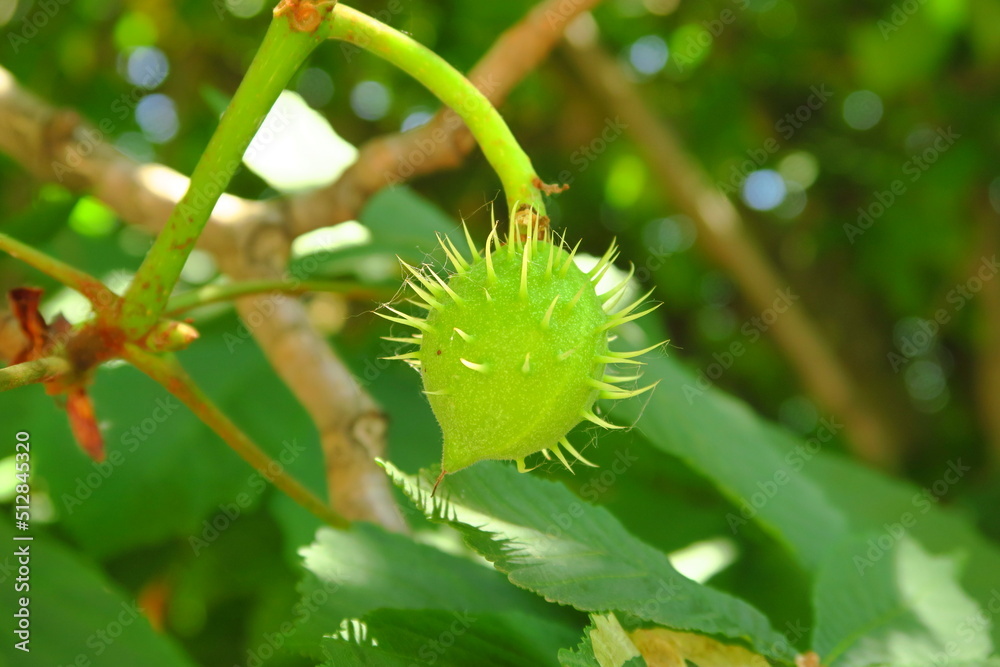 young green chestnuts grow on a chestnut tree branch young green chestnuts grow on a chestnut tree branch