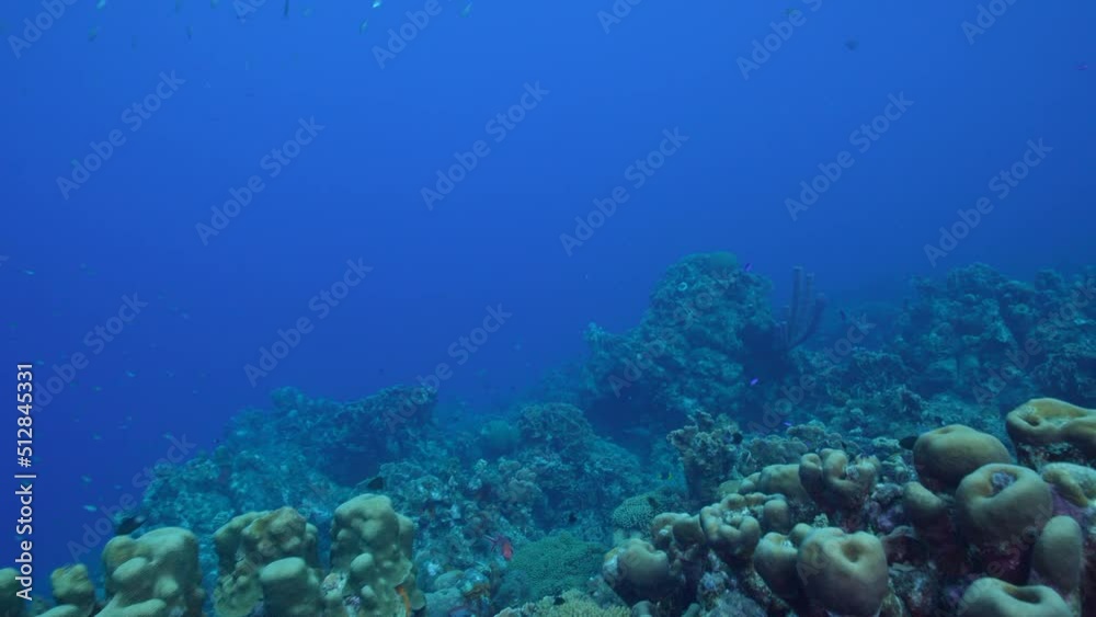 FPV style: Seascape with various fish, coral, and sponge in the coral reef of the Caribbean Sea, Curacao FPV style: Seascape with various fish, coral, and sponge in the coral reef of the Caribbean Sea, Curacao