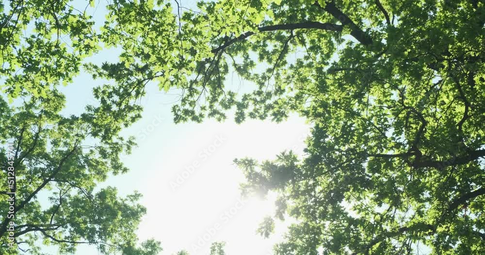 Green tree leaves in sunlight on blue sky background. Gimbl moving in forest morning nature. Sun light backlit green foliage in spring trees branches. Natural summer oak shining ecology. 4k footage