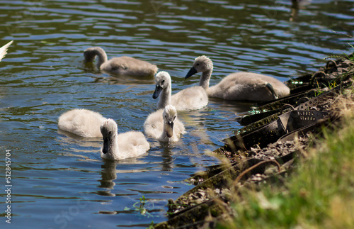 Swan chicks in a city park. Little swans on the lake © Анастасія Мурко