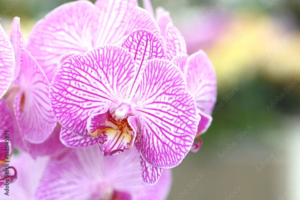 Beautiful flowers from the tropical japanese orchid. Beautiful flowers from the tropical japanese orchid.