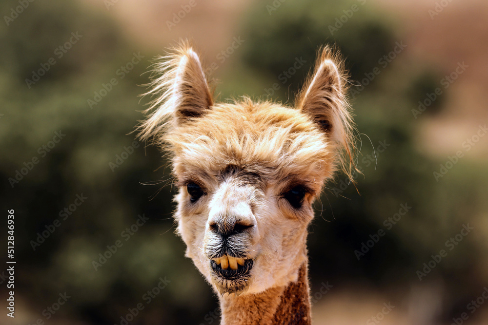 Obraz premium lustiges alpaka im süden von portugal